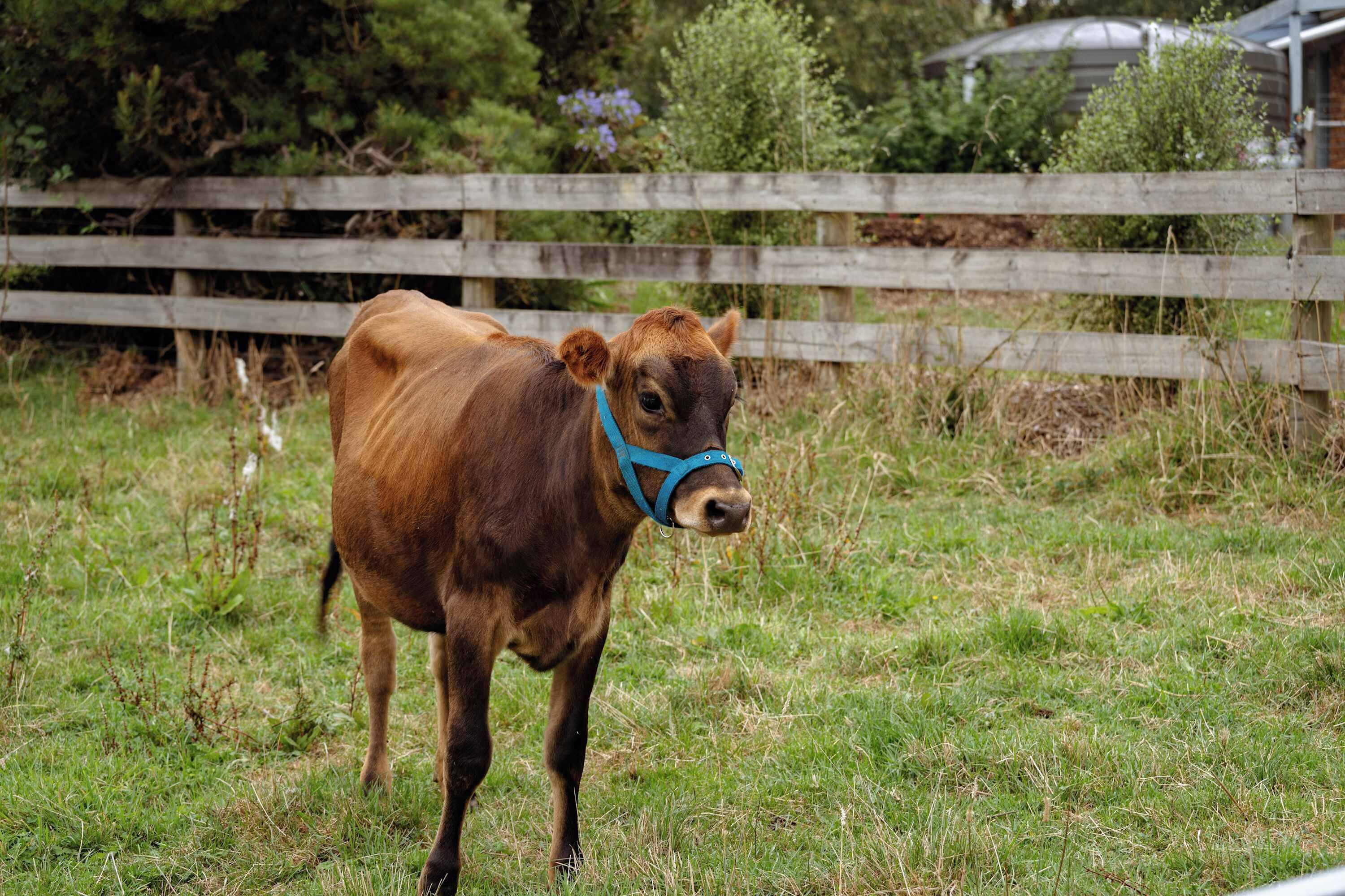 A cow standing in a grassy field with a wooden fence in the background.