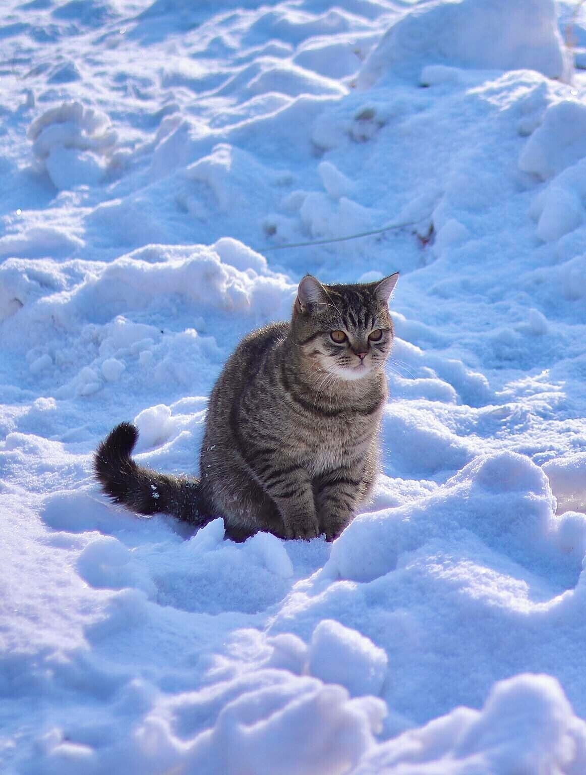 Un gat assegut en un paisatge nevós.