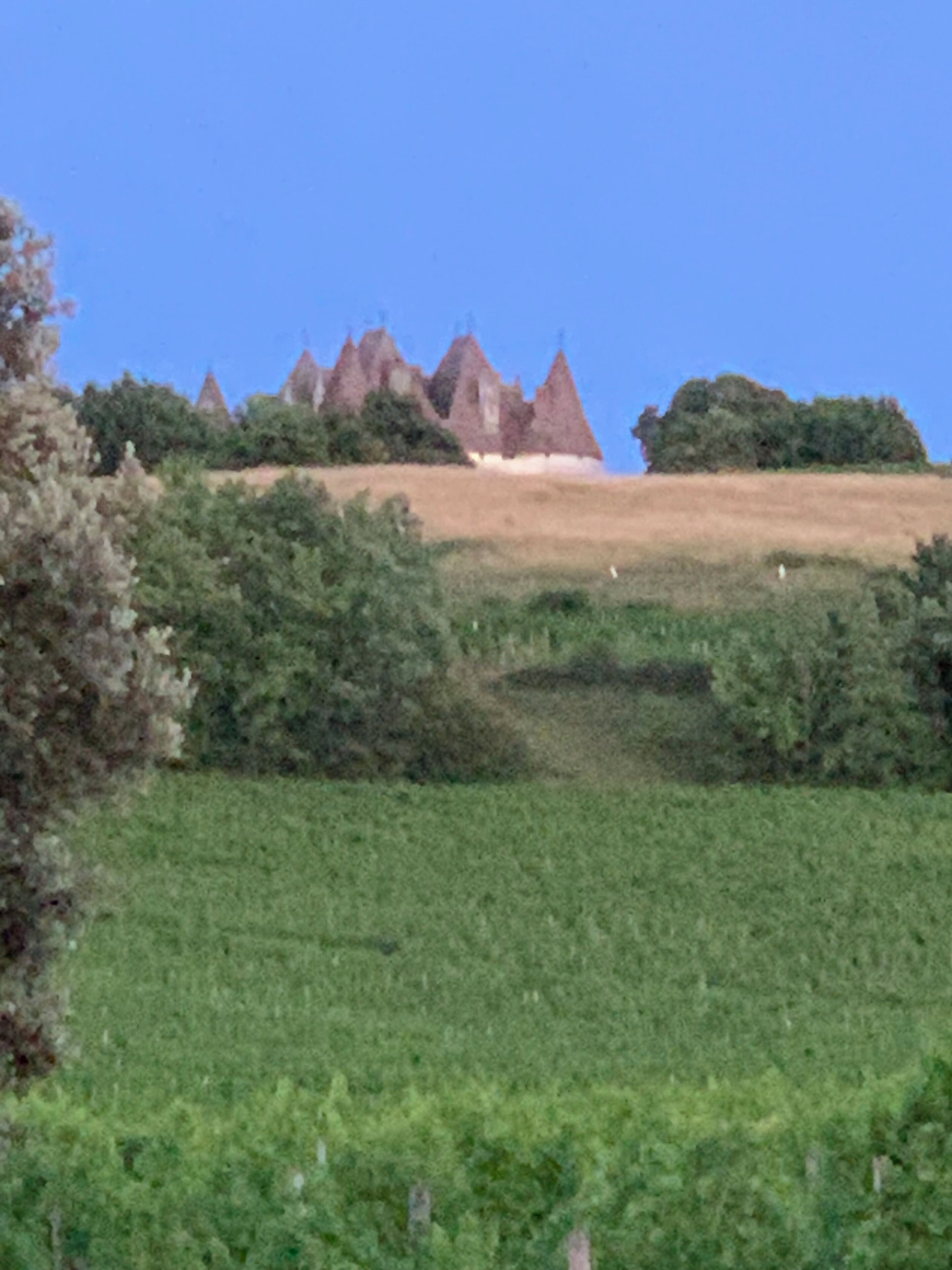 A vineyard with rows of grapevines and a distant view of a castle-like structure with conical roofs.