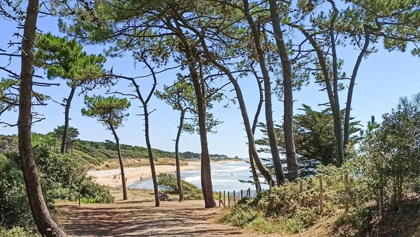 Un sendero de tierra que conduce a una playa, flanqueado por pinos.