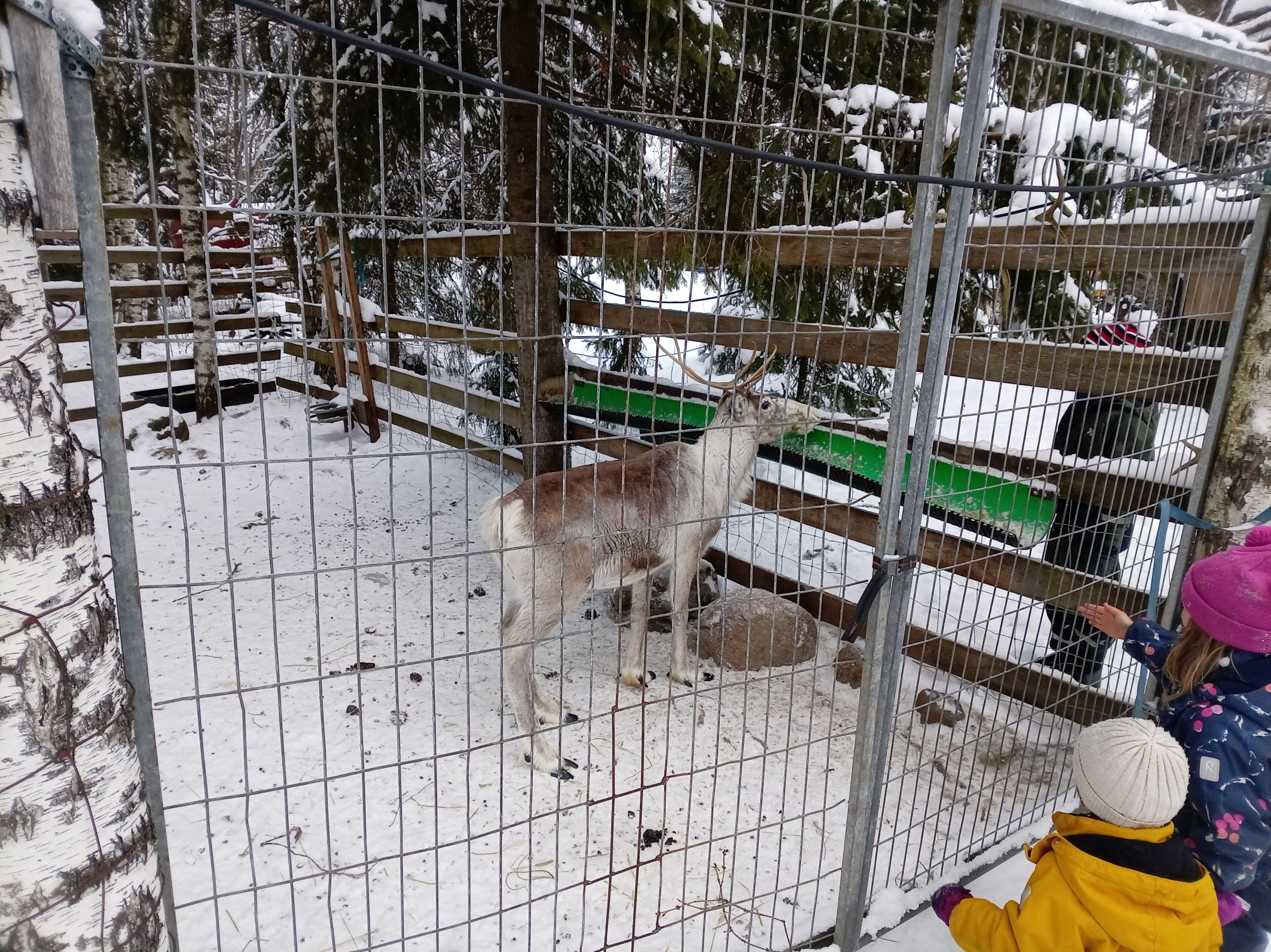 Ein von Zäunen umschlossener Bereich mit schneebedecktem Boden und einer Holzhütte im Hintergrund.
