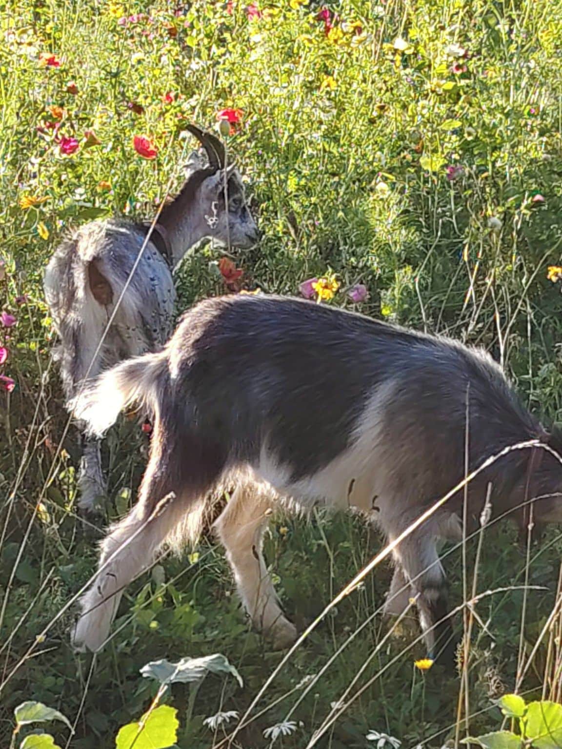 Una cabra pastando en un campo lleno de flores.