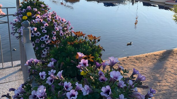 A marina with boats docked, a calm lake, and a flower bed with purple flowers. - Apartment 'Hüsli' with Mountain Views, Shared Terrace, and Wi-Fi (Titisee-Neustadt)