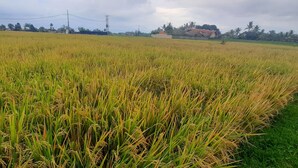 A vast field of rice with a few buildings in the background. - Ajik Guest House (Ubud)