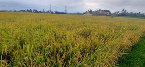 Chambre Double Deluxe, vue jardin