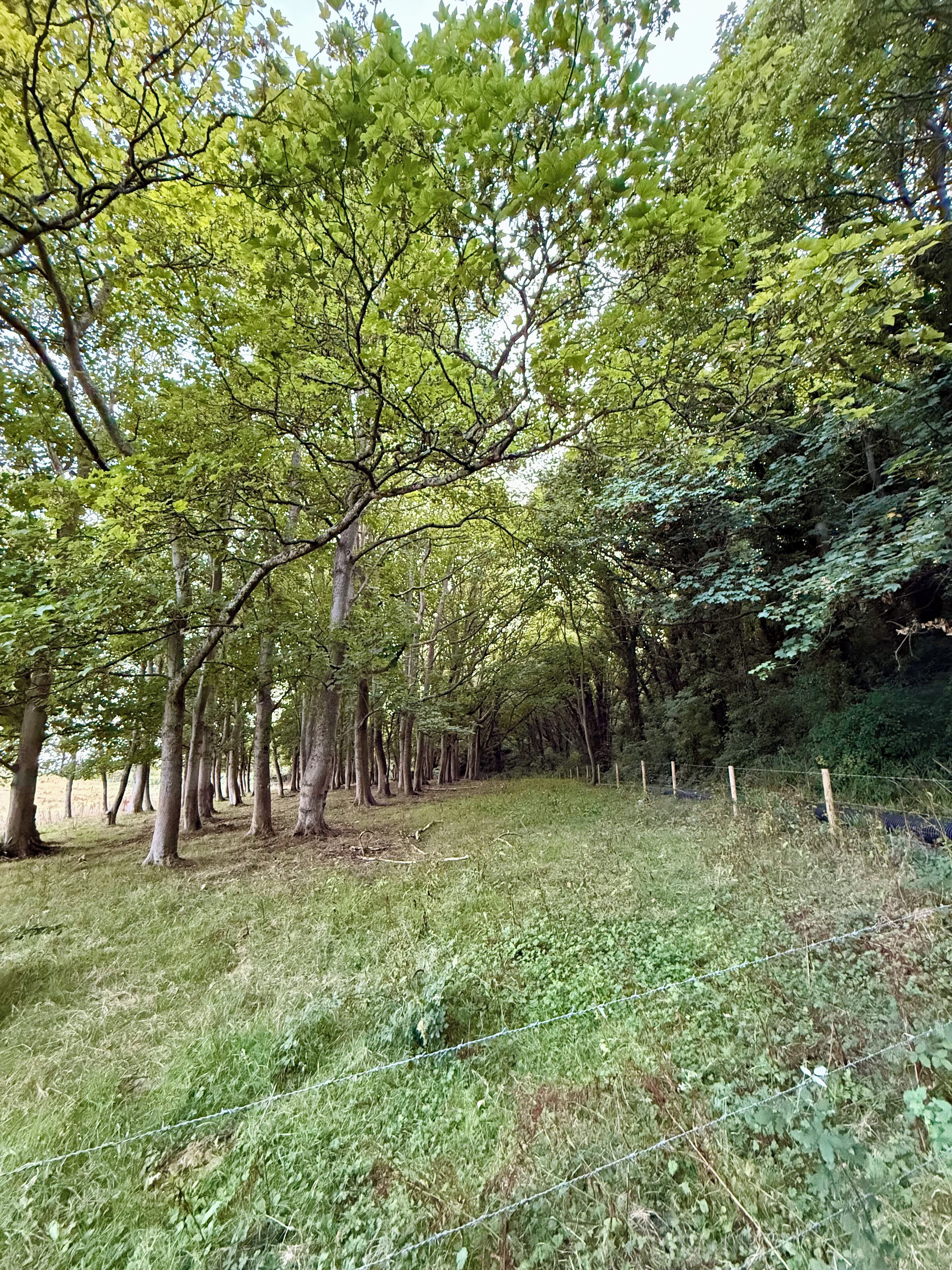 Ein bewaldetes Gebiet mit einem grasbewachsen Pfad und einem Stacheldrahtzaun.