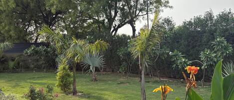 A garden with a variety of plants and trees, a tiled patio, and a large tree in the background.