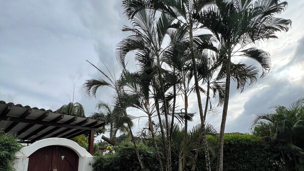 Een stenen pad dat leidt naar een rode deur, omgeven door een tuin met palmboompjes en een haag.