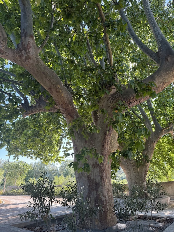 Property grounds