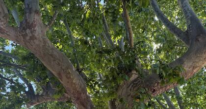 Gite in Provencal country house