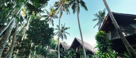 A tropical resort with thatched-roof huts surrounded by dense palm trees and lush greenery.