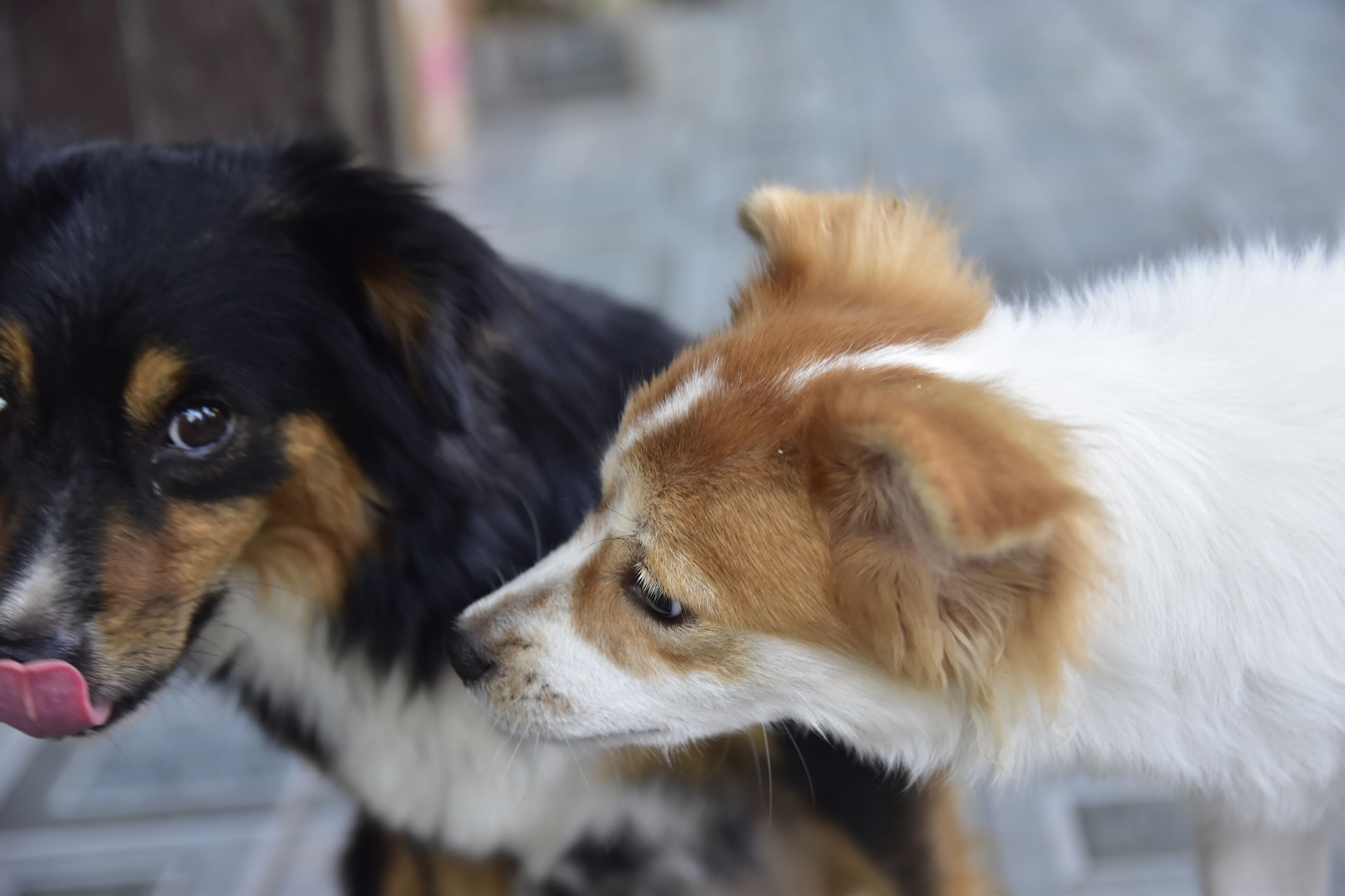 Two dogs, one black and tan, the other brown and white, in close proximity.