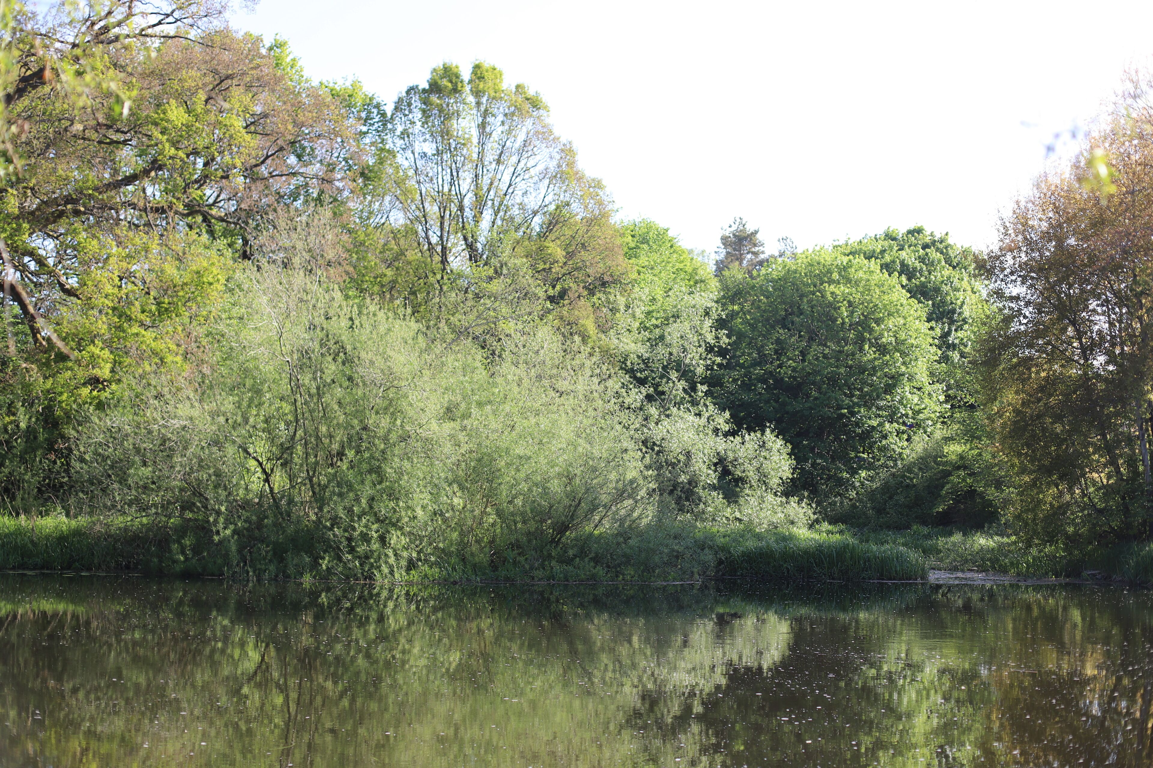 A calm body of water surrounded by dense greenery and trees.