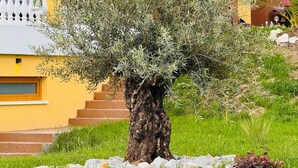 Un edificio con facciata gialla, un albero sullo sfondo e un balcone bianco.