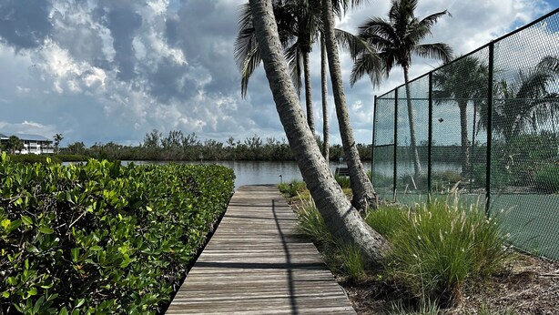 A wooden boardwalk leading to a body of water, flanked by lush greenery and palm trees.