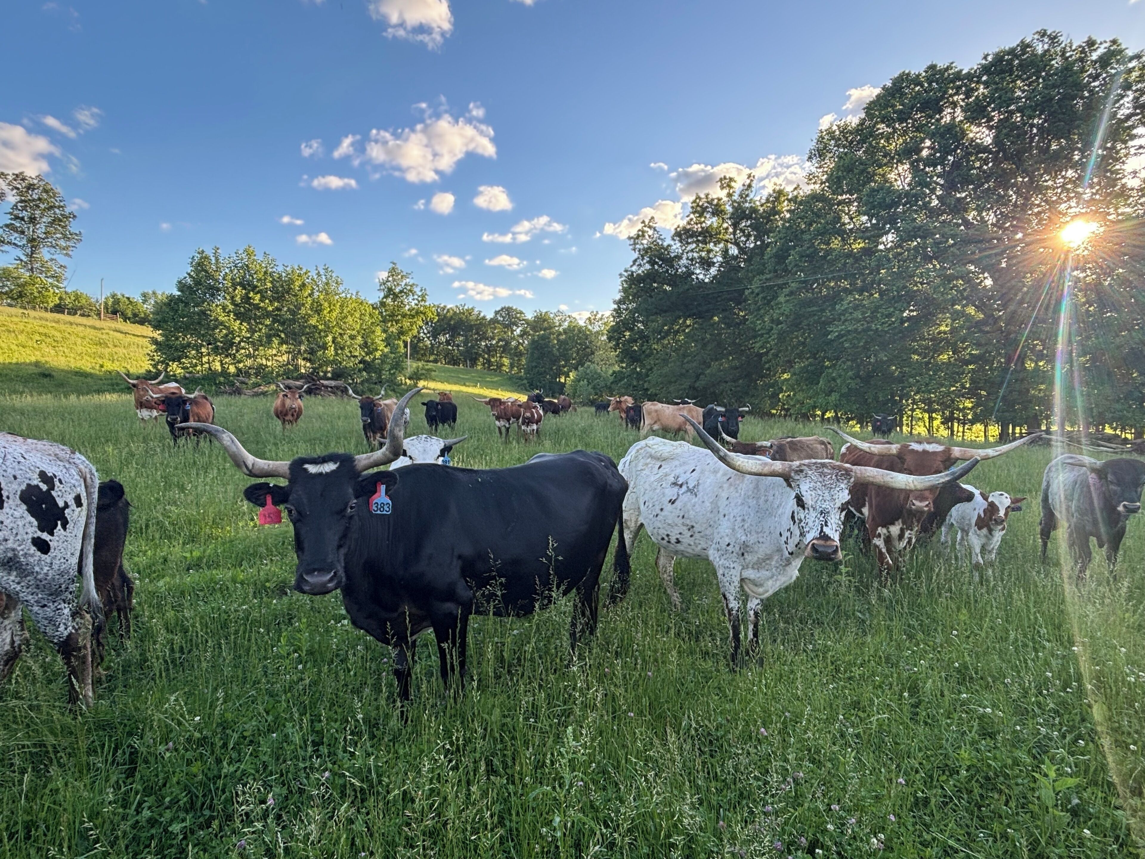 A herd of cattle in a grassy field with trees and a clear sky.
