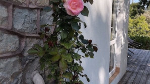 A potted rose plant on a wooden deck next to a building with a stone wall and a window.