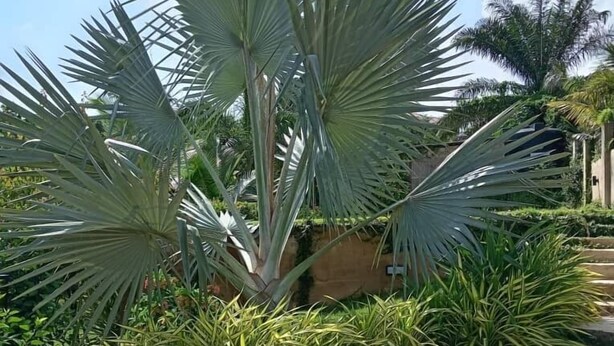 Un jardin aménagé avec un palmier bien visible, un sentier en pierre et une zone herbeuse.