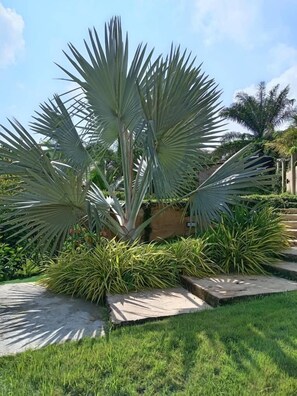 A landscaped garden with a prominent palm tree, a stone pathway, and a grassy area. - Da Palm inn (Aburi)