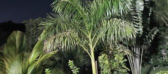 Da Palm inn