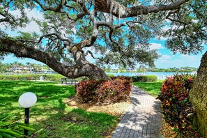 A pathway leading through a park with a large tree, a bench, and a view of a body of water.