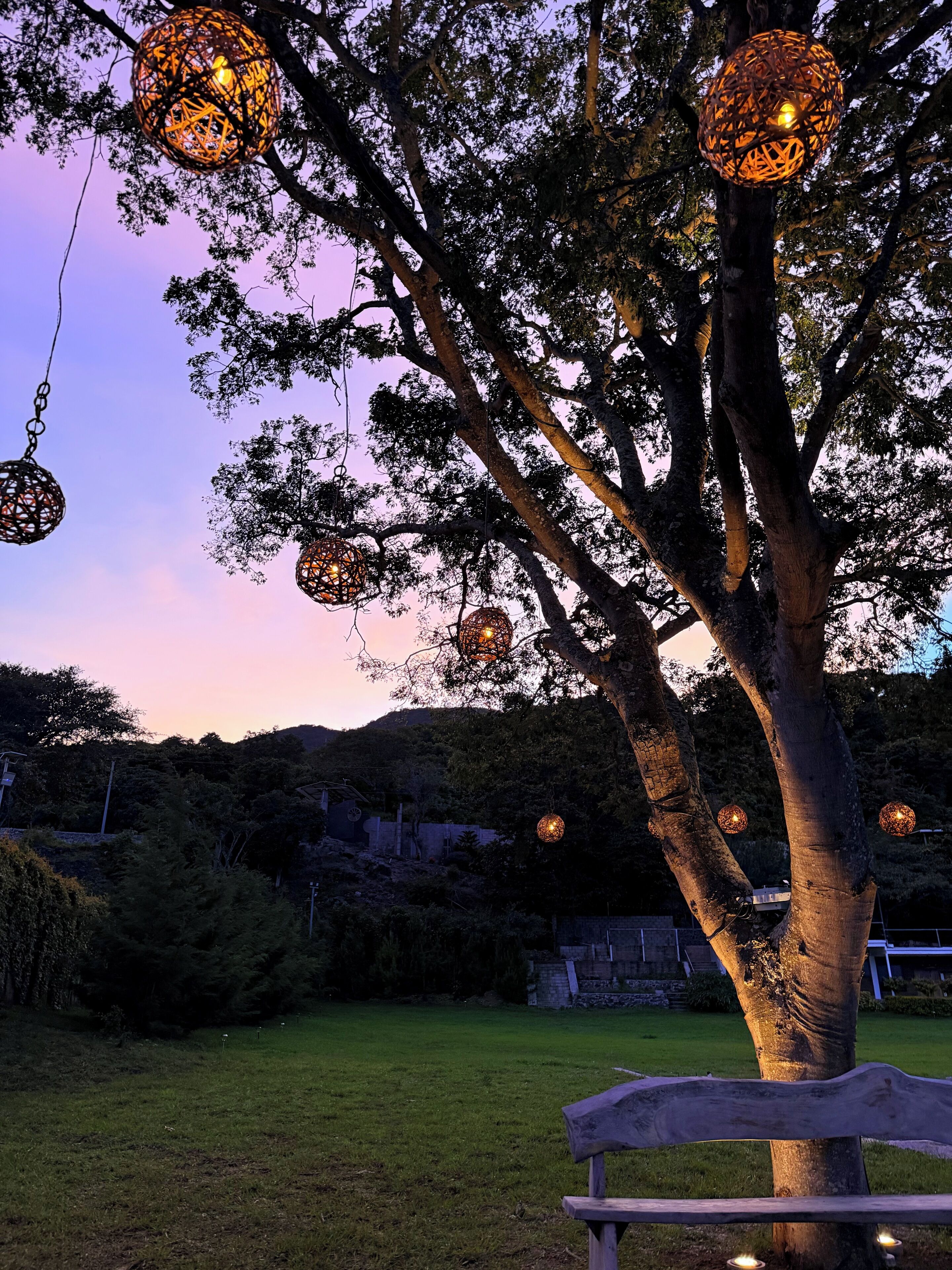 A tree with hanging spherical lights and a bench in a grassy area.