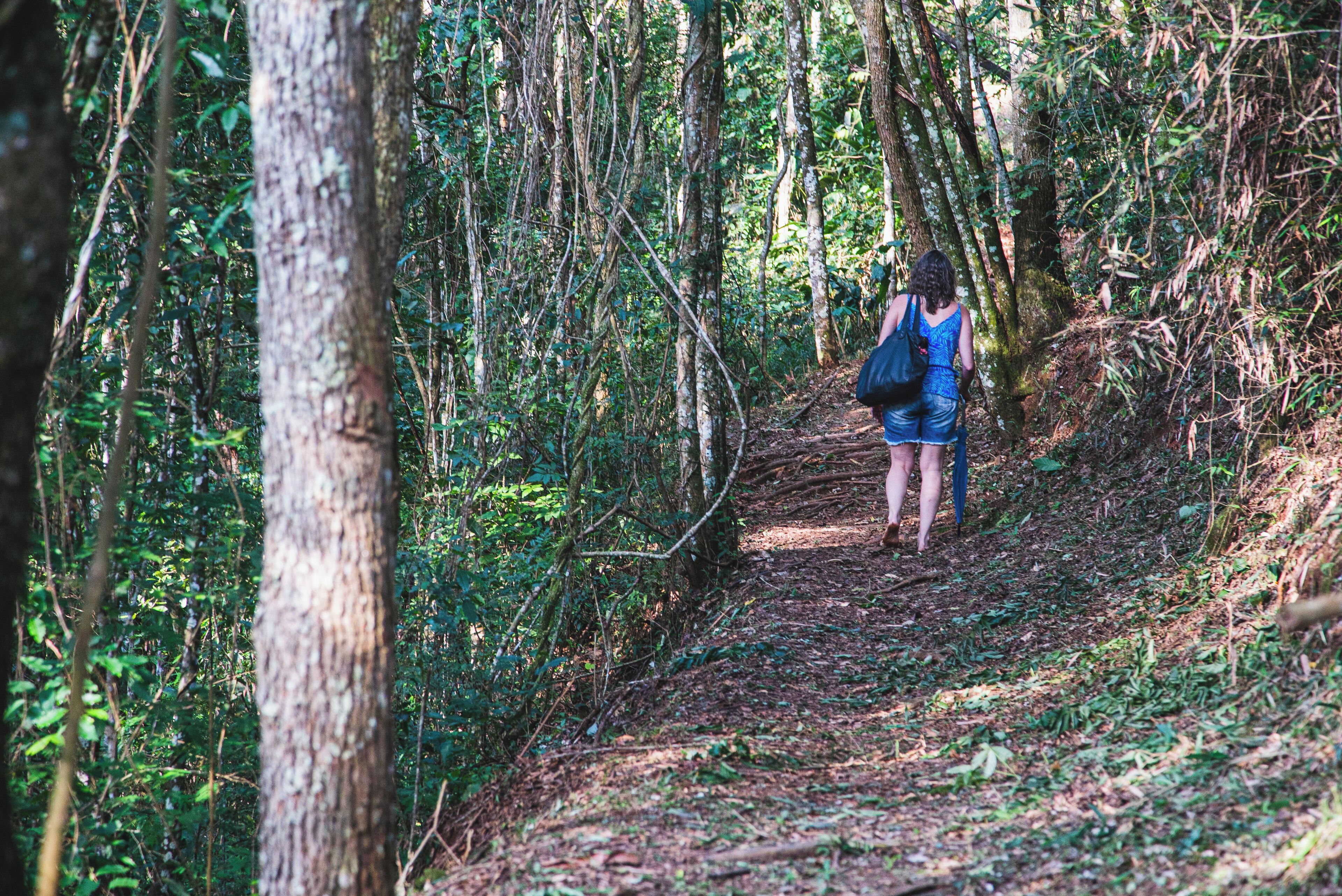 A forest path with dense trees and a person walking away from the camera.