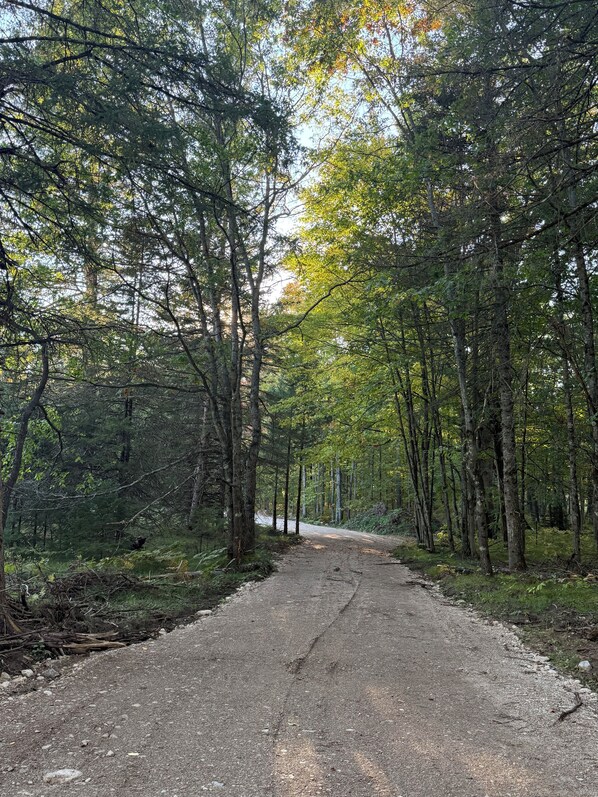 Une zone boisée avec un sentier de gravier qui traverse de grands arbres.