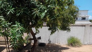 A sandy outdoor area with a tree and a tire.