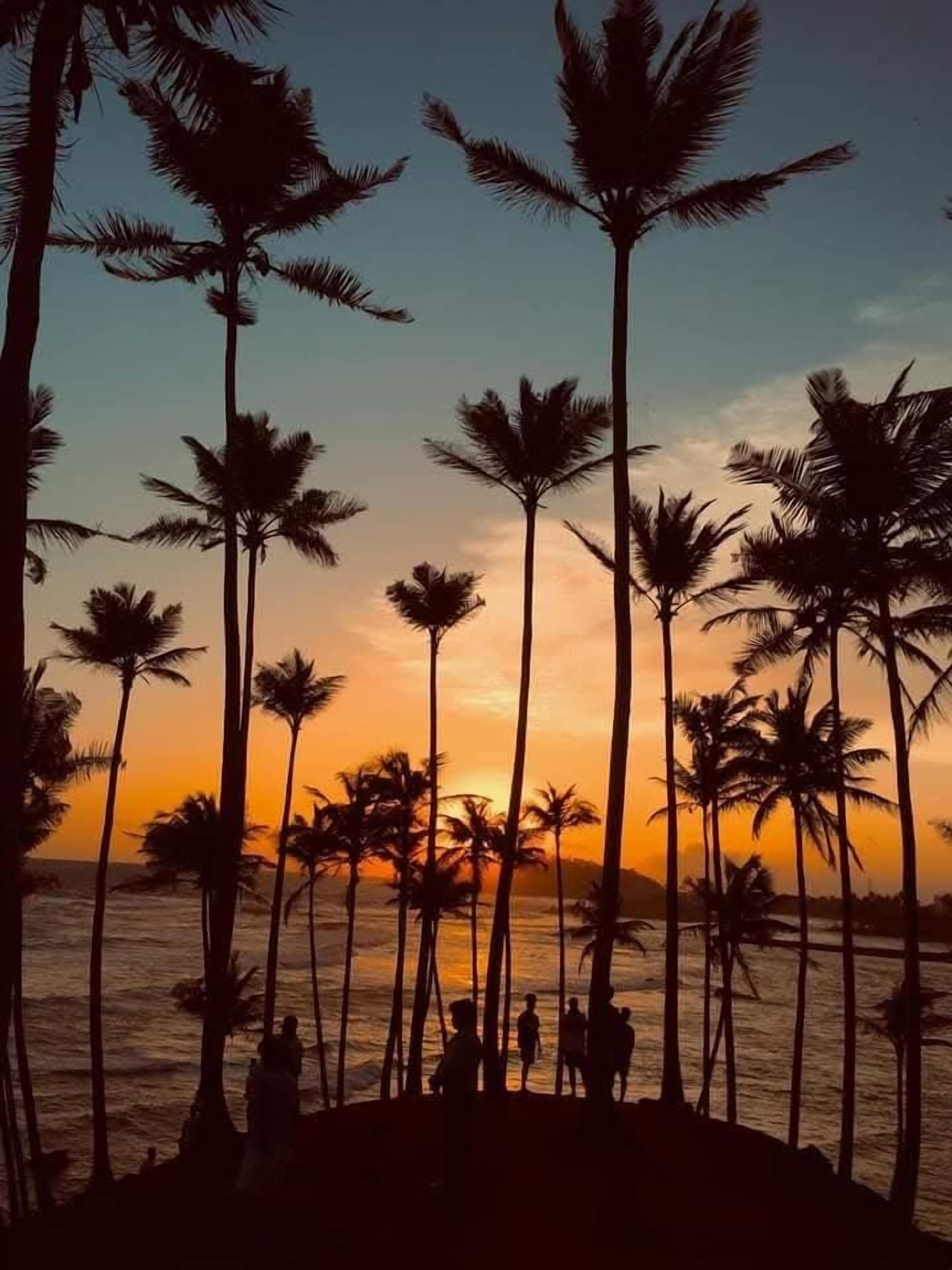 A beach scene with palm trees silhouetted against a sunset.