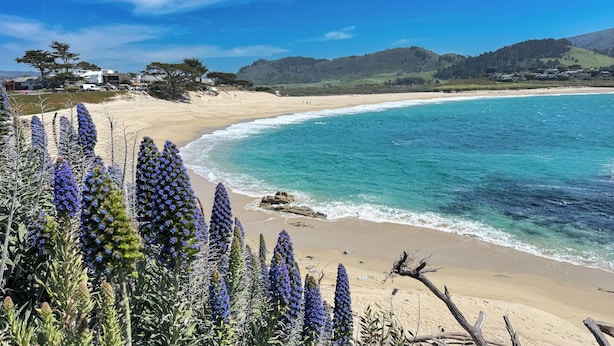 Un paisaje costero con una playa arenosa, agua azul cristalina y flores moradas en primer plano.