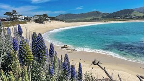 Un paisaje costero con una playa arenosa, aguas azules cristalinas y flores moradas en primer plano.