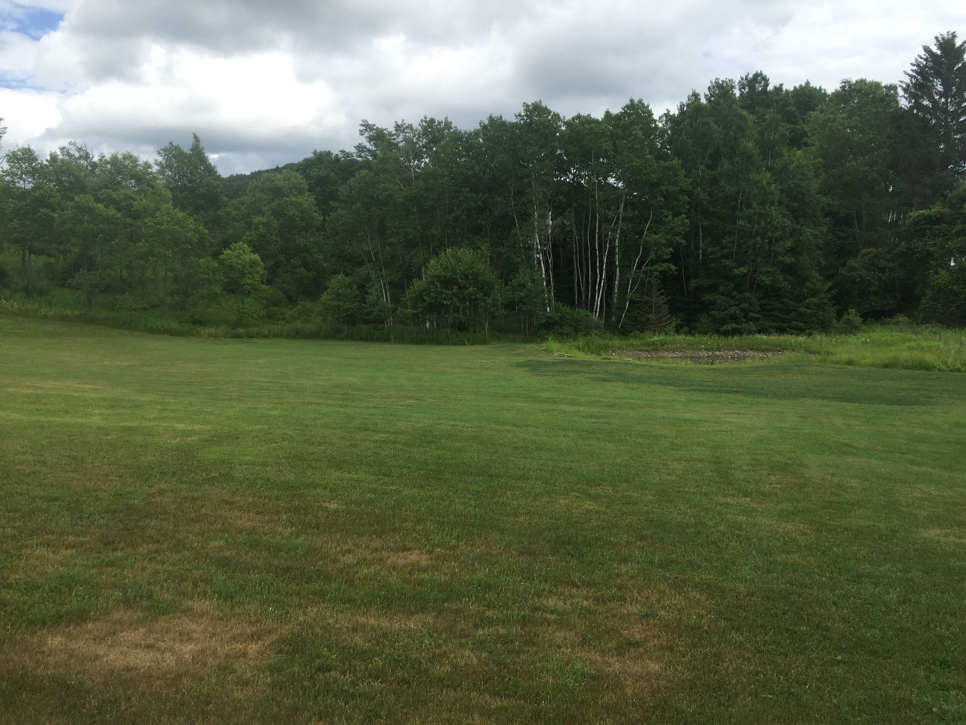 A grassy field with a dense forest in the background.