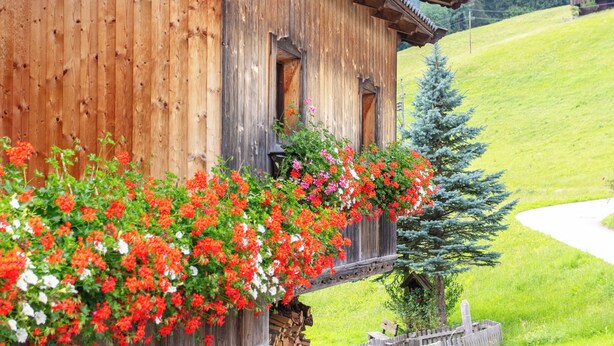 A wooden chalet with a balcony adorned with red and white flowers, a wooden fence, and a view of a green hillside.