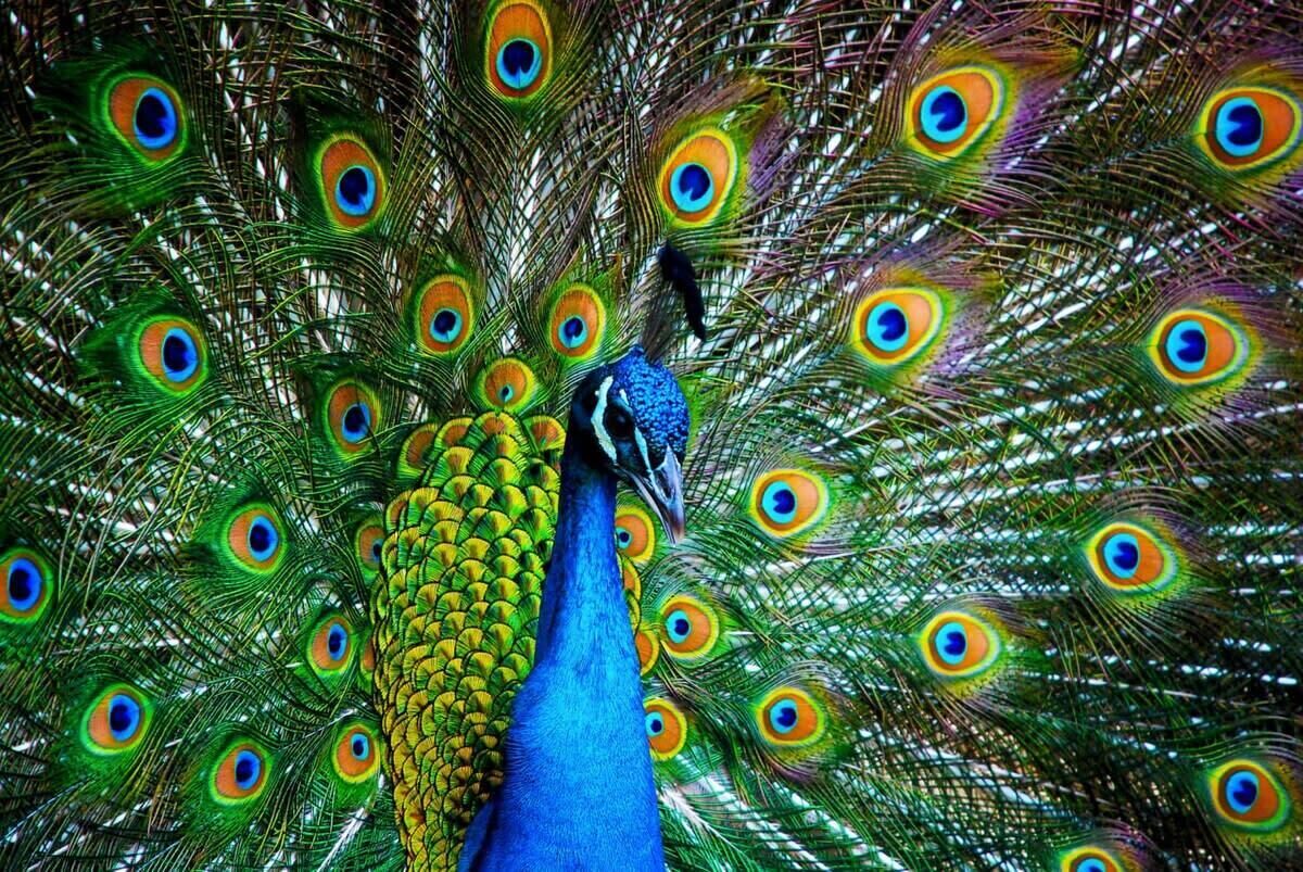 A peacock with vibrant tail feathers.