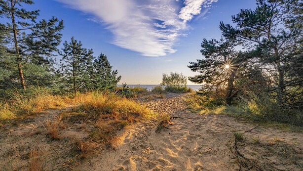 A sandy beach path surrounded by pine trees and grasses, leading to a body of water.
