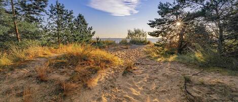 A natural landscape with a sandy path, trees, and a distant view of the sea.