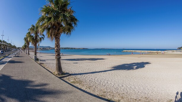 A beach with a paved walkway lined with palm trees, leading to the water.