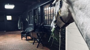 A stable interior with a brick floor, a white wall, and a horse with a halter.