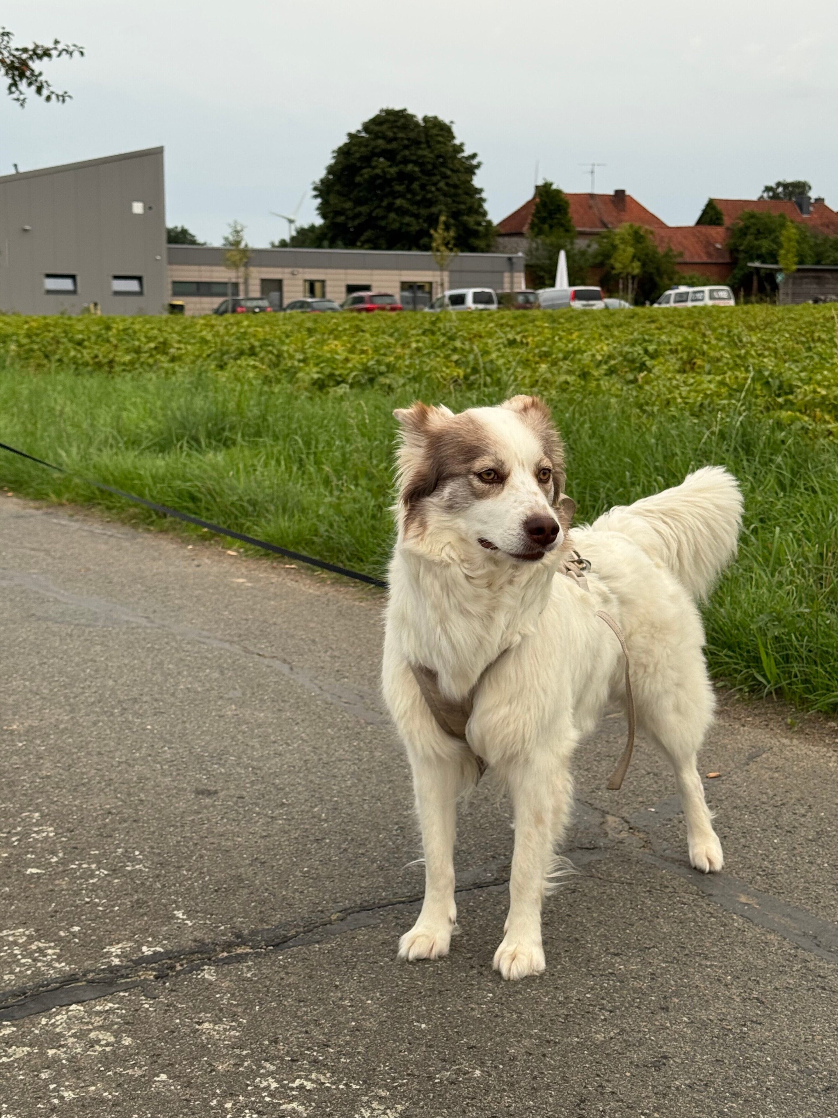 En hund står på en belagt sti med en hæk og bygninger i baggrunden.