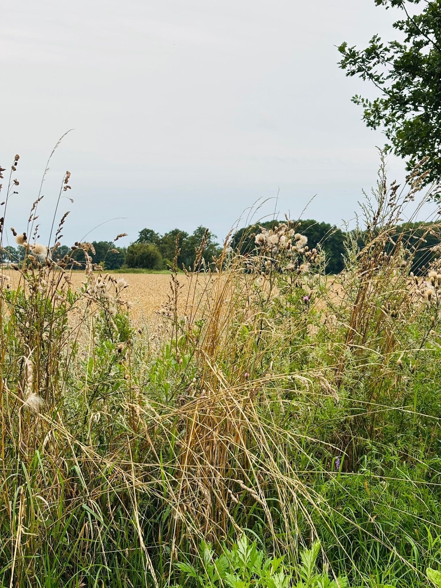 A field with tall grasses and trees in the background.