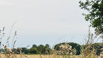 A field with tall grasses and trees in the background.