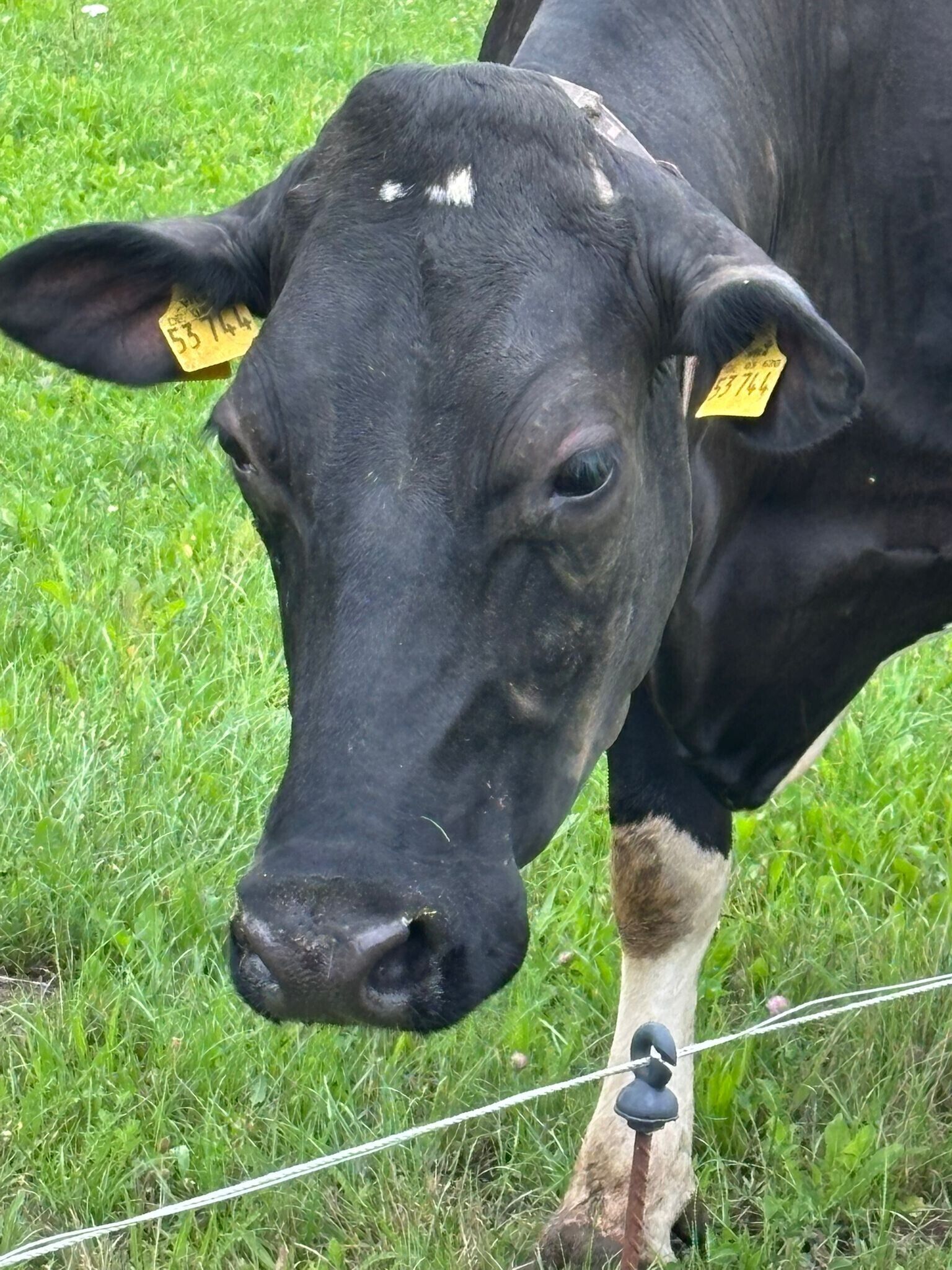 Uma vaca preta com etiquetas de identificação em um campo gramado.