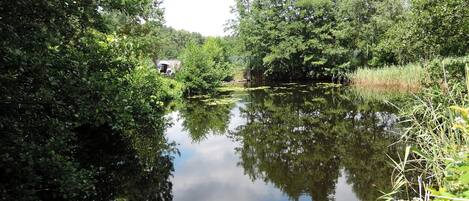 A river surrounded by dense greenery, reflecting trees and sky.