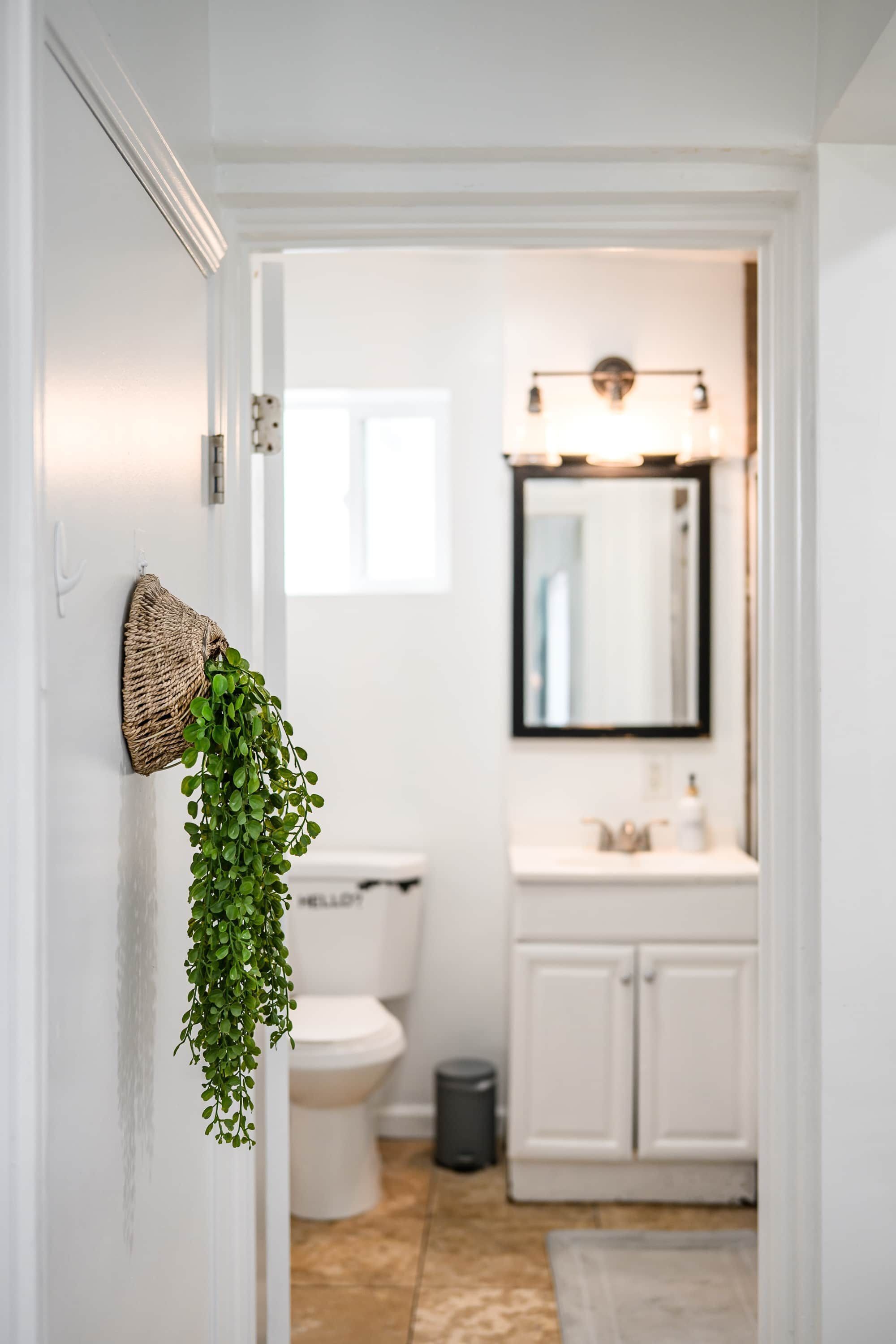 A bathroom with a white sink, a mirror, and a hanging plant.
