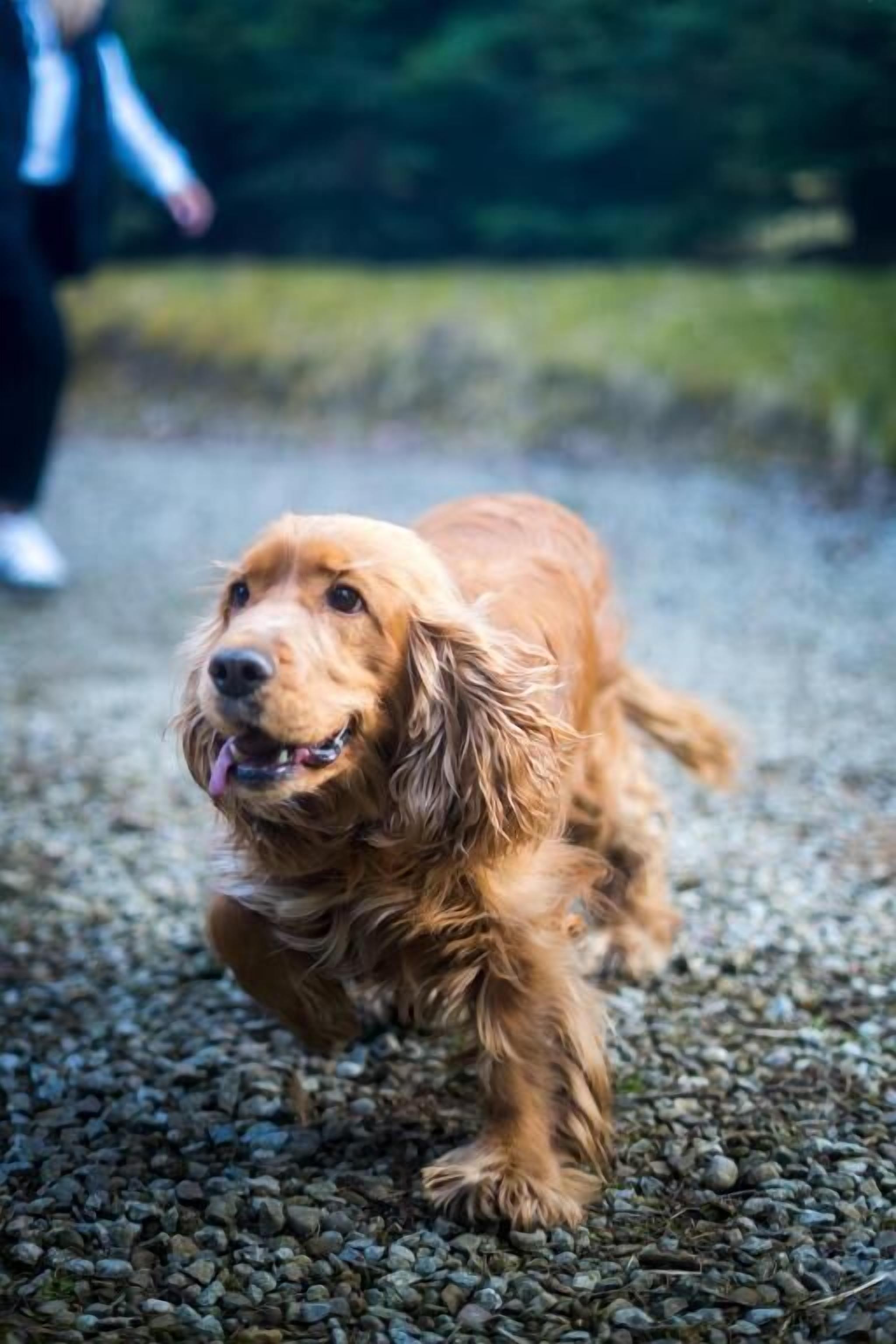 Um cão caminhando sobre um caminho de cascalho.