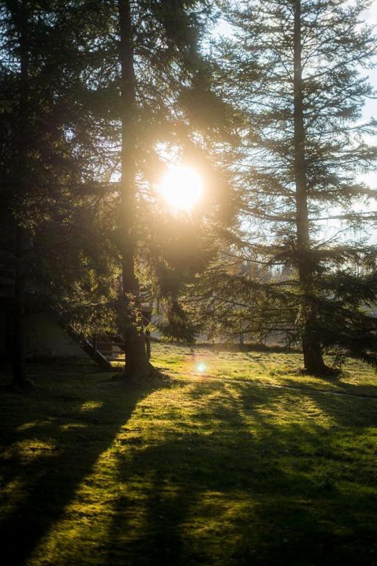 Escena de un bosque con rayos de sol filtrándose entre los árboles.