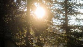 Escena de un bosque con rayos de sol filtrándose entre los árboles.