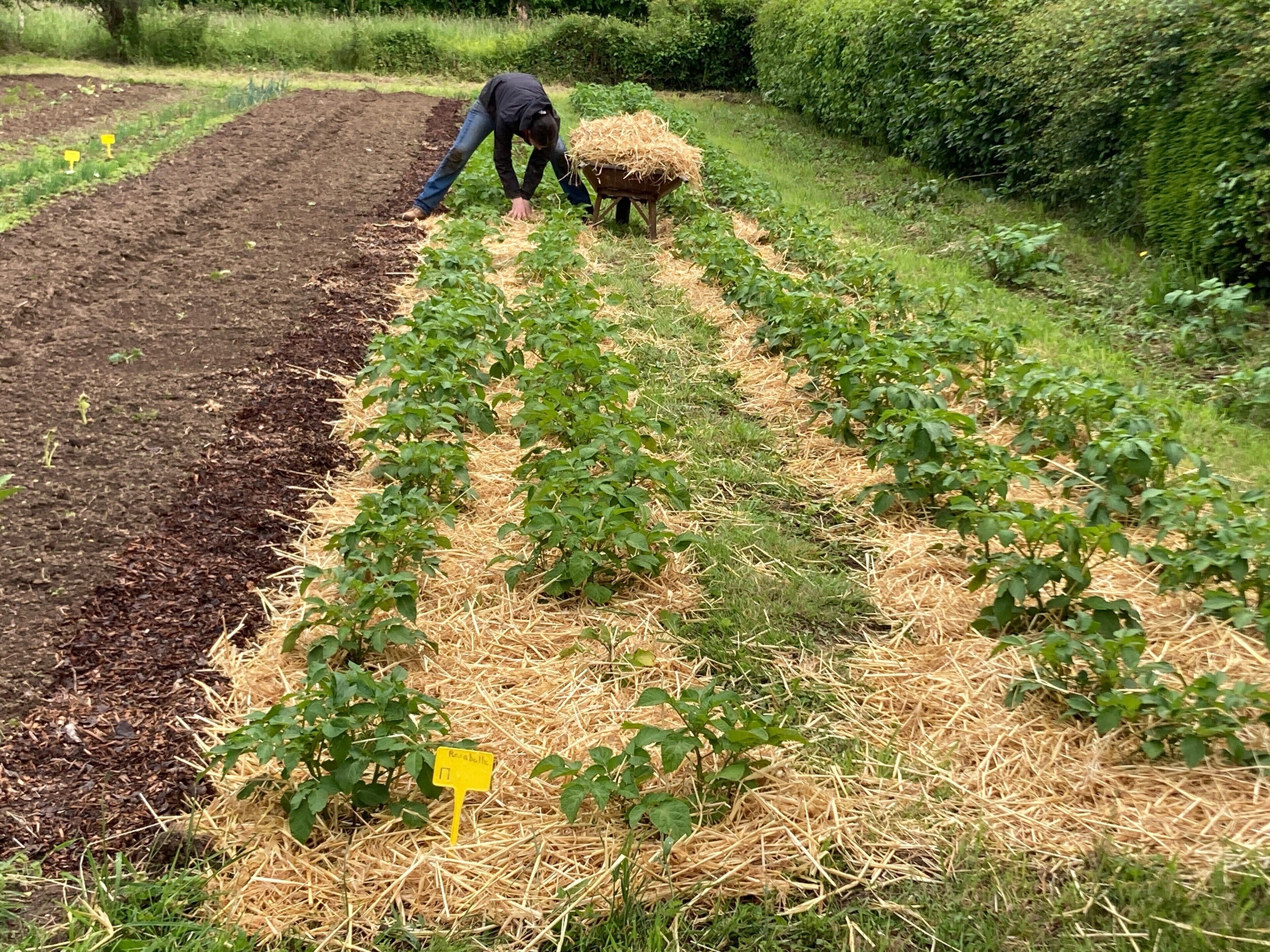 Un jardin avec des rangées de plantes et une personne qui s’en occupe.
