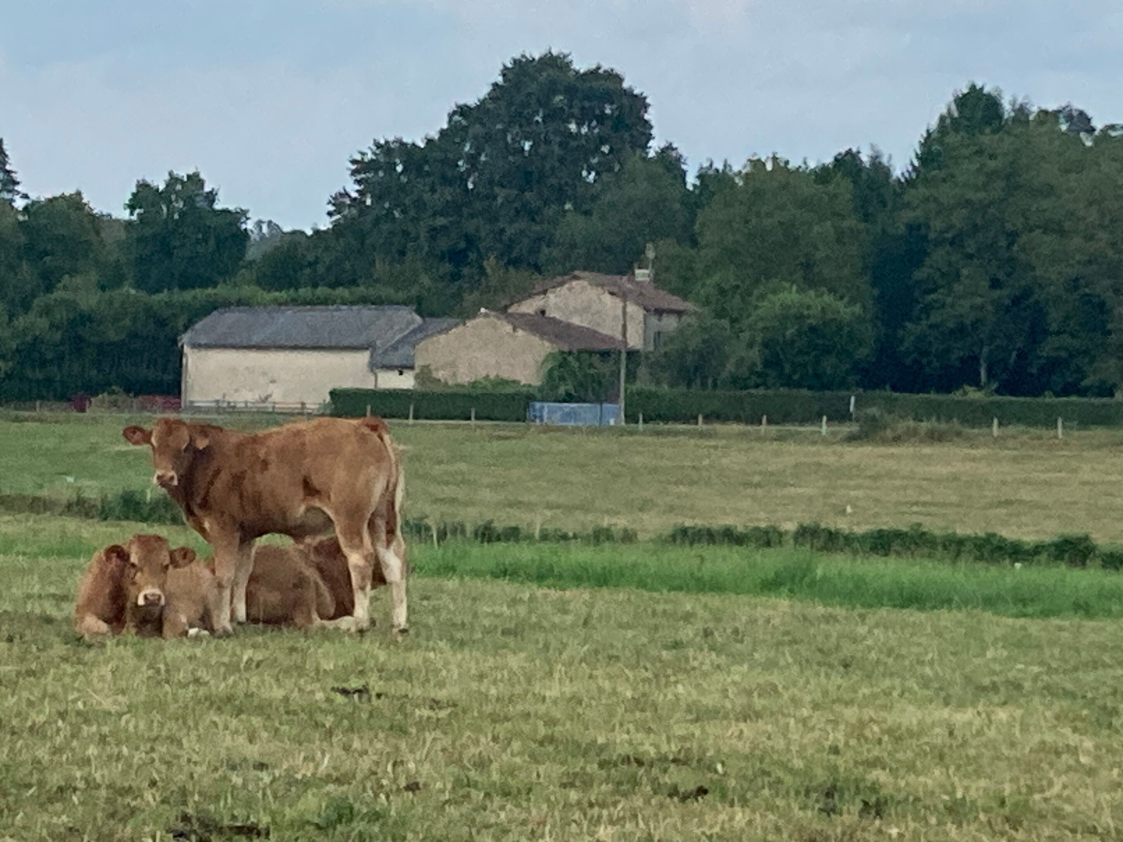 A rural landscape with a cow and calf in a field, surrounded by trees and farm buildings.